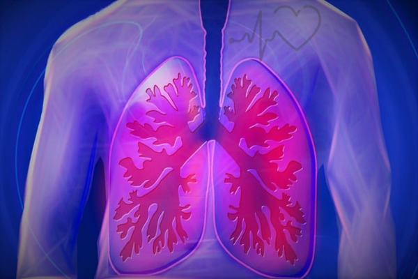 Illustration of human lungs inside a transparent upper body showing the respiratory system in pink and purple hues.